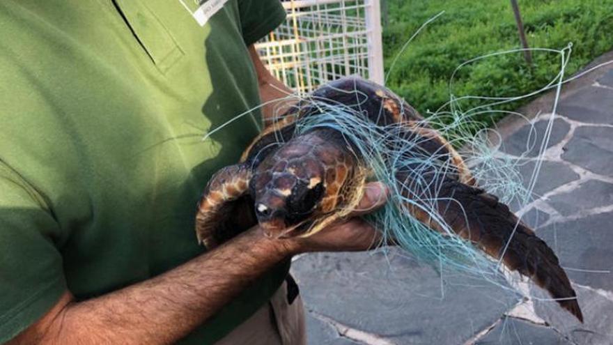 Una de las tortugas atrapadas.