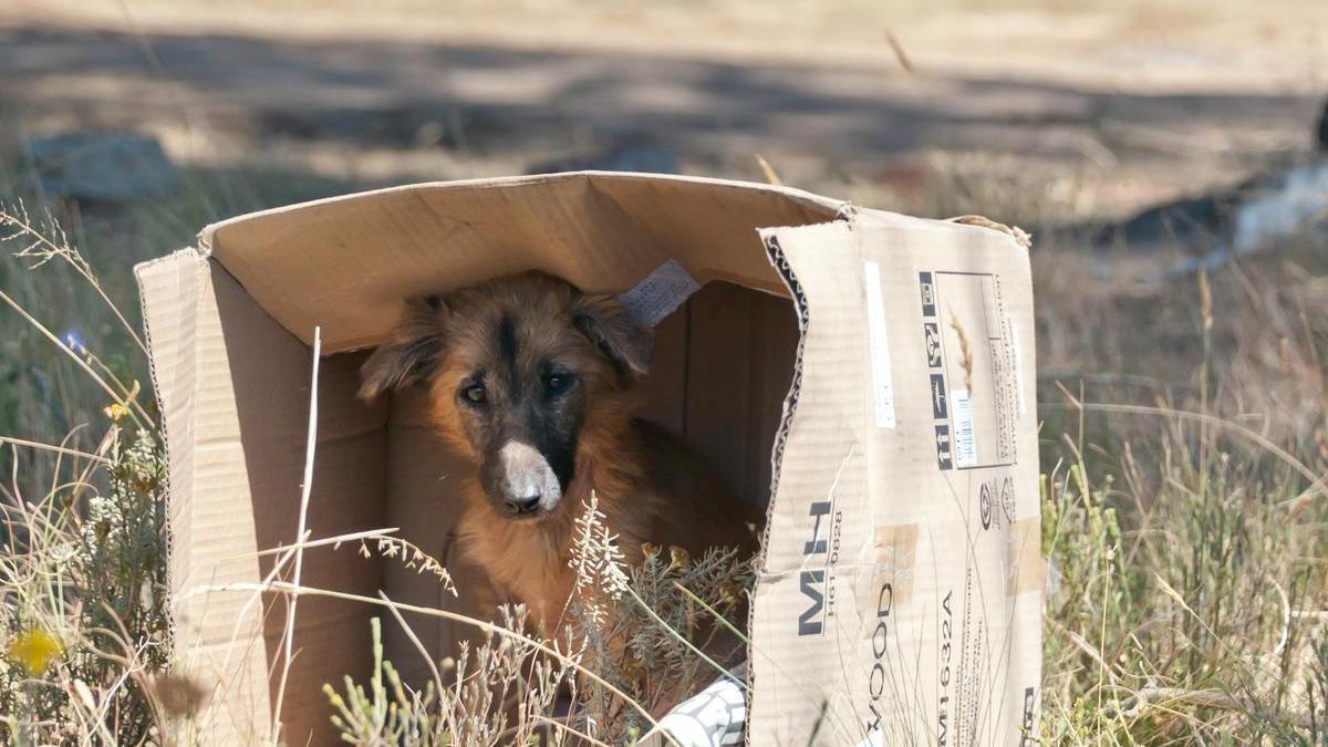 PERROS ABANDONADOS | He visto un perro abandonado, ¿qué debo hacer?