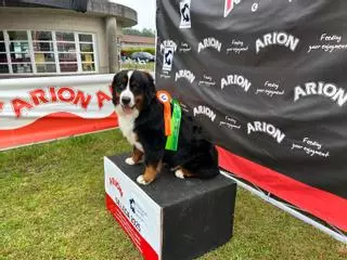 Mateo, el Brad Pitt de los cachorros, vive en Forcarei