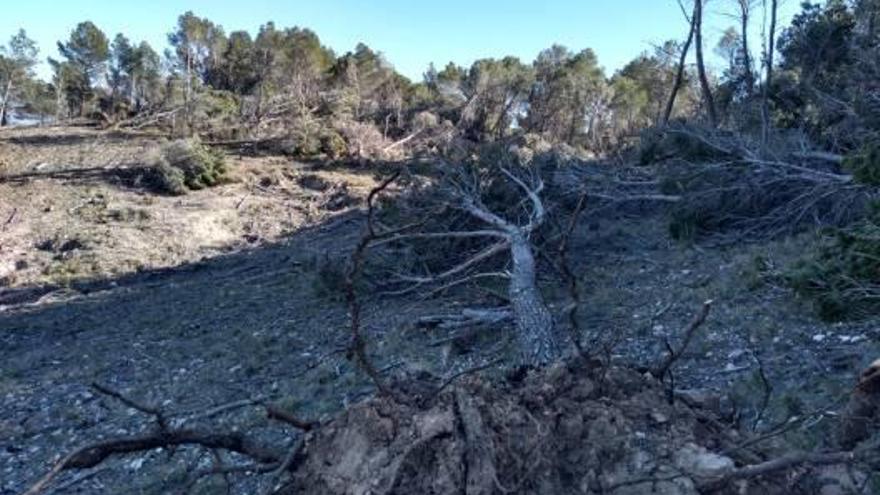 La Carrasqueta y la zona de Vivens, en el valle interior de esta sierra de Xixona, han sufrido graves daños en sus pinadas por la borrasca «Gloria» del mes pasado.