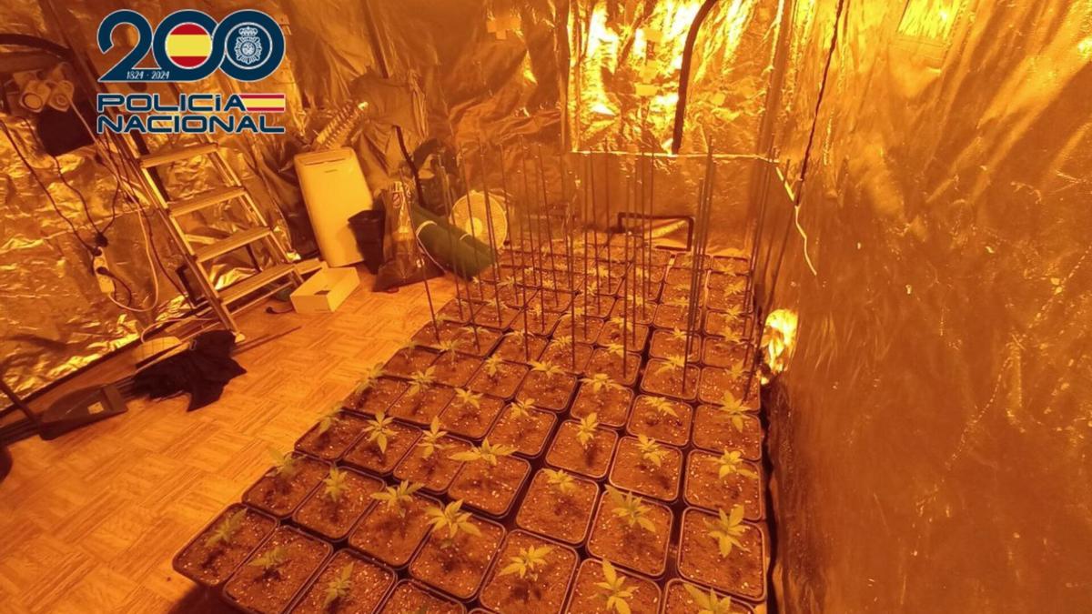 Plantación 'indoor' de marihuana en uno de los domicilios de los tres detenidos.