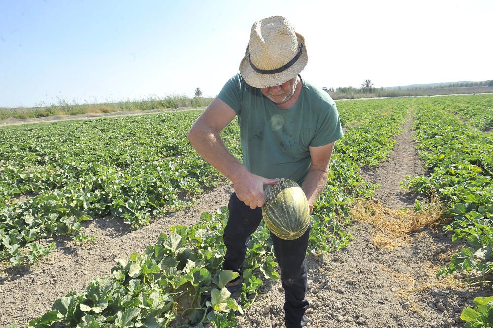 Inicio de la campaña del melón de Carrizales