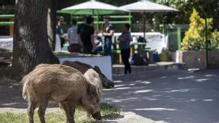 Catalunya pone en marcha la Taula del Senglar, el órgano que debe reducir la población de jabalíes a la mitad