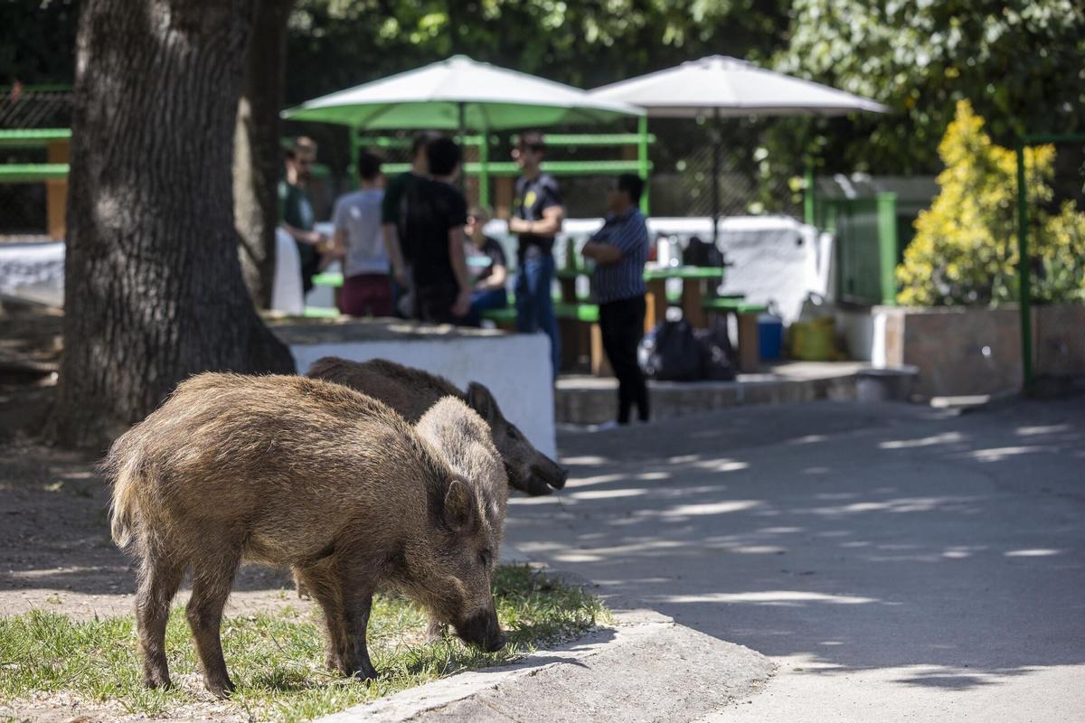 Jabalís cerca del merendero de Les Planes, en el parque natural de Collserola.