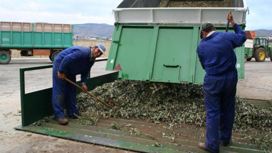 Jornaleros durante la recogida de la aceituna.