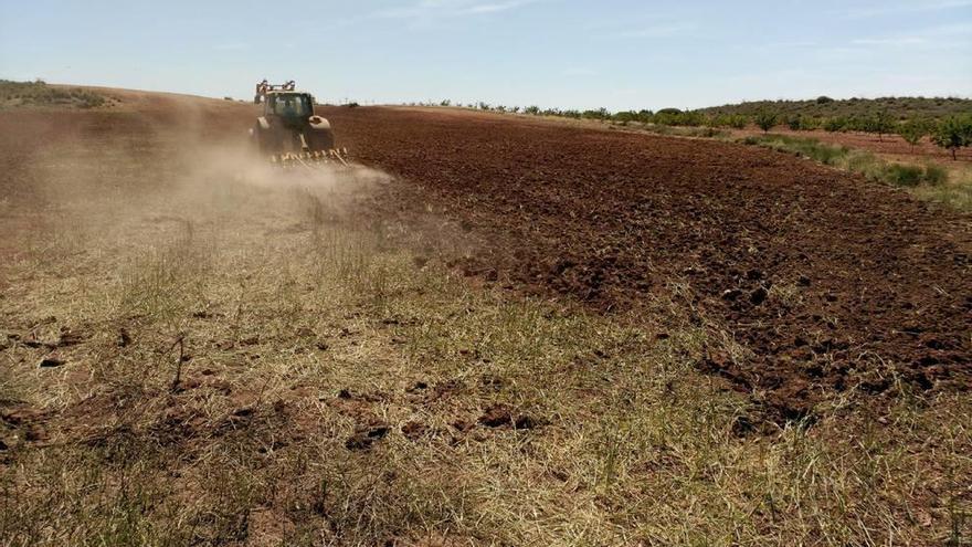 Un tractor, abonando el campo en Jumilla.