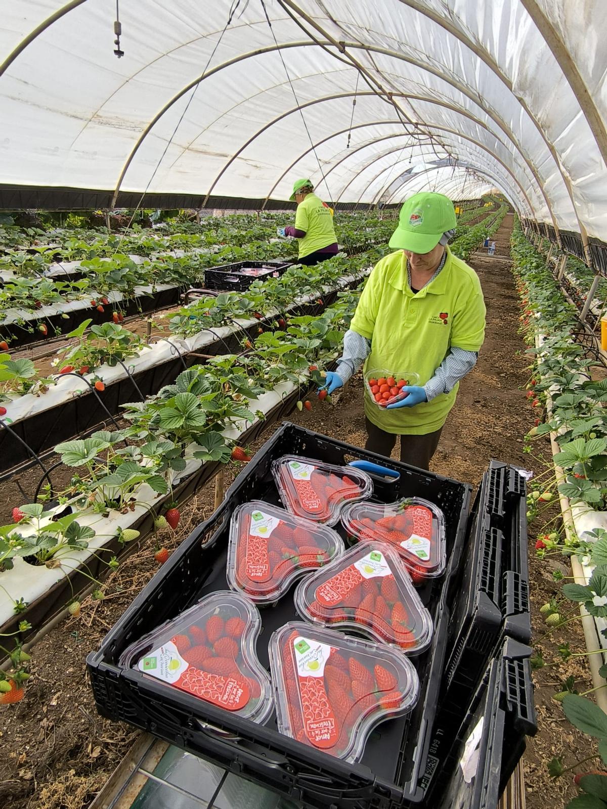 Empaquetado de fresas de Valsequillo.