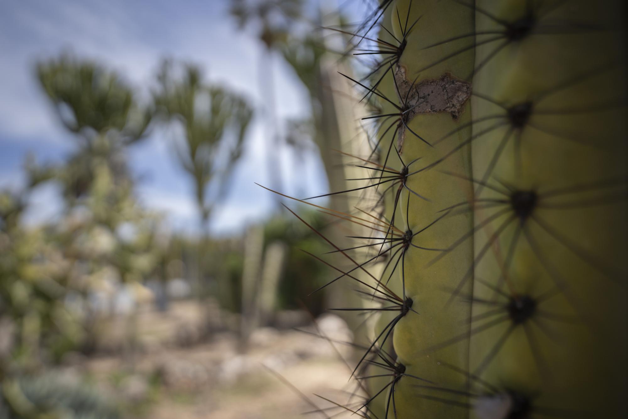 ¿Conoces los jardines de cactus de València?