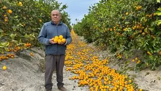 La campaña más ruinosa del limón deja 300.000 toneladas en los árboles, el 30 % de la cosecha