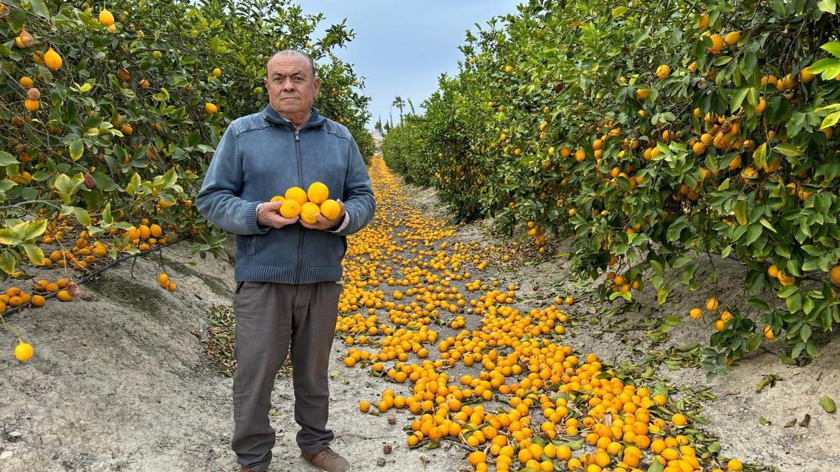 El agricultor de Torremendo Antonio Pacheco en su finca con la mayor parte de la cosecha sin recoger y el resto en el suelo.