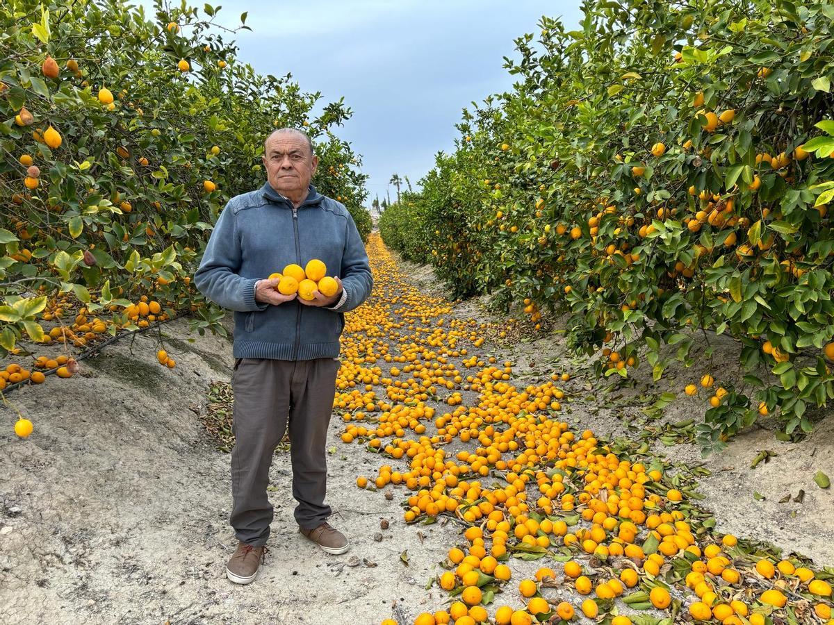 El agricultor de Torremendo Antonio Pacheco en su finca con la mayor parte de la cosecha sin recoger y el resto en el suelo.