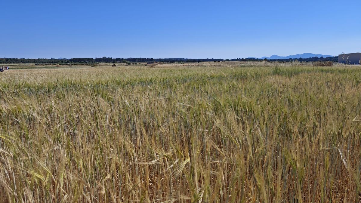 FOTOS | El campo experimental de cereales y forrajes en Maria, en imágenes
