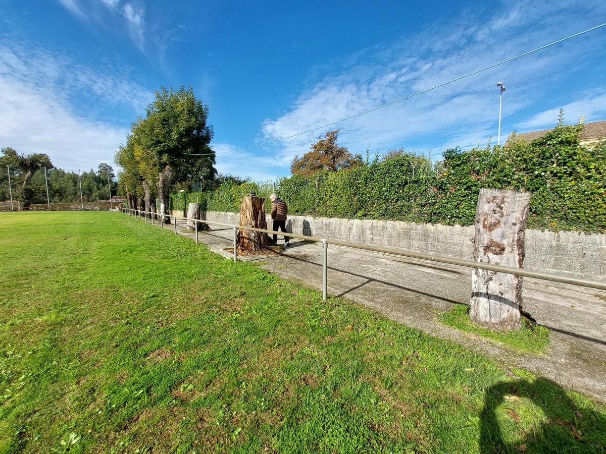 Imagen en la que se puede apreciar la medida adoptada con otros árboles del recinto, dejando parte del tronco.