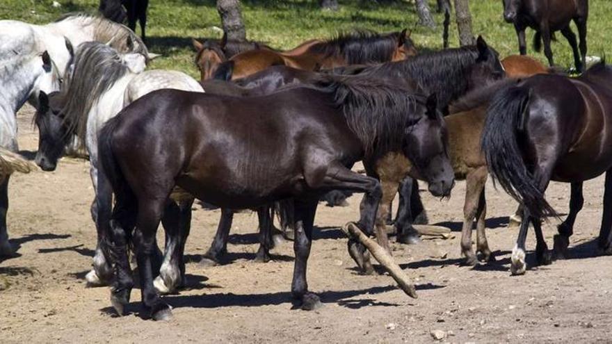 Caballos con cepos o &quot;pexas&quot; en los montes de la comarca.