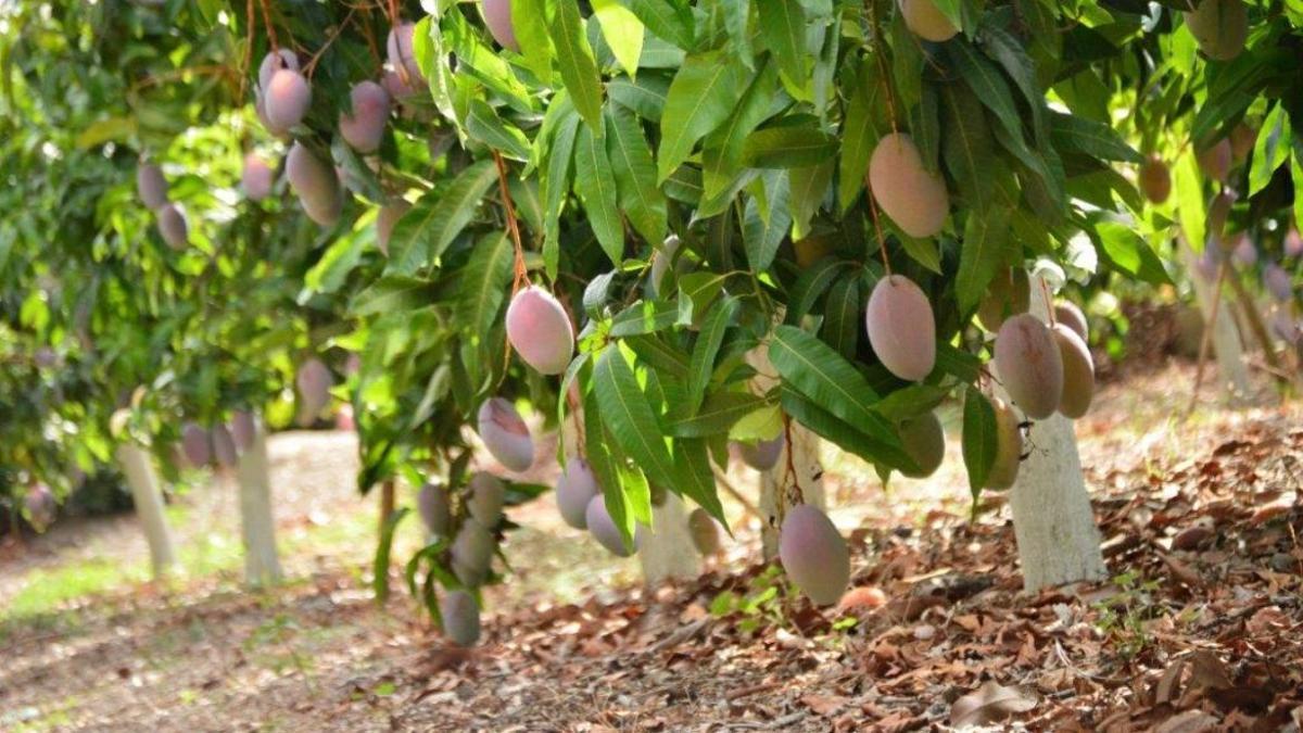 Mercadona comprará 3.300 toneladas de mango malagueño para sus supermercados.