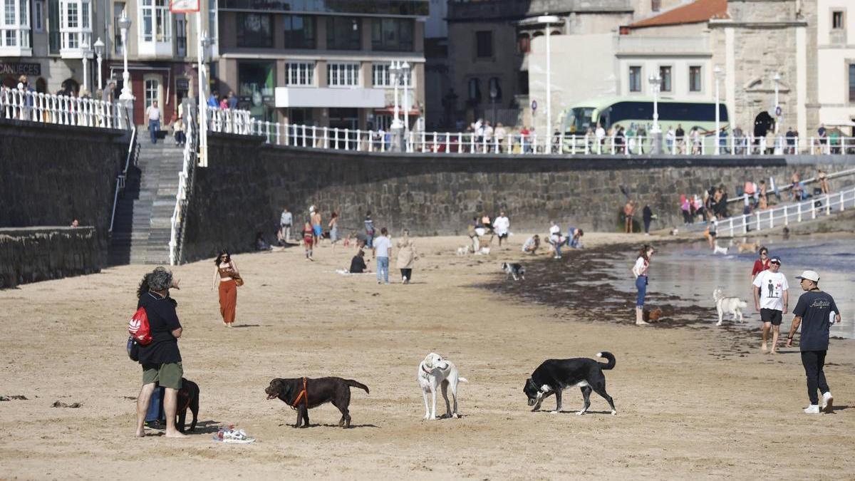 VÍDEO: Los dueños de perros celebran que los canes puedan acceder a la playa de San Lorenzo en las noches veraniegas: "No molestan a nadie"