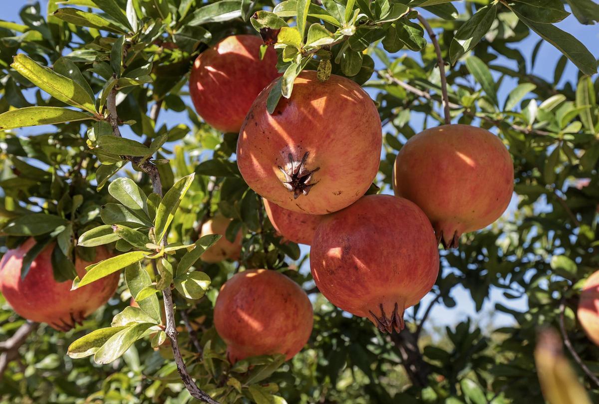 Los agricultores han destacado que se prevé una buena campaña de granada mollar de Elche