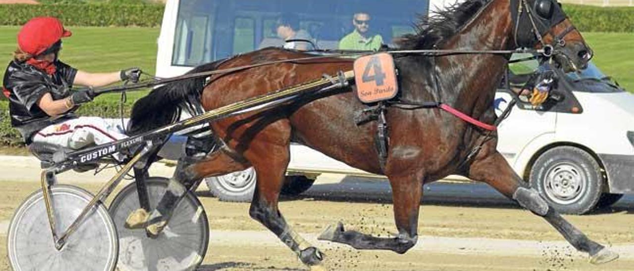 El caballo francés Set et Match en su última actuación en Son Pardo, con Marga Servera.