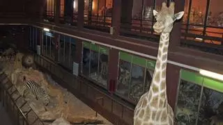 El Museo de Ciencias Naturales El Carmen de Onda volverá a abrir sus puertas: "Tomaremos el ejemplo del Smithsonian de Washington"