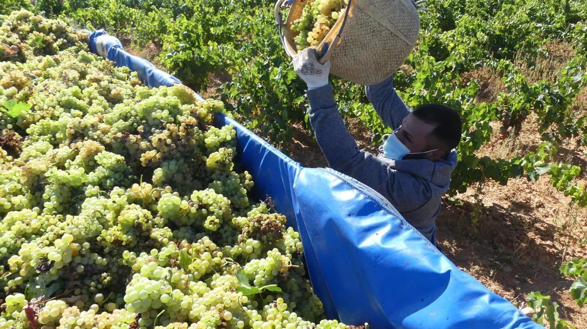 Una vendimiador de la DO Cariñena deposita un cesto lleno de uvas en un remolque.