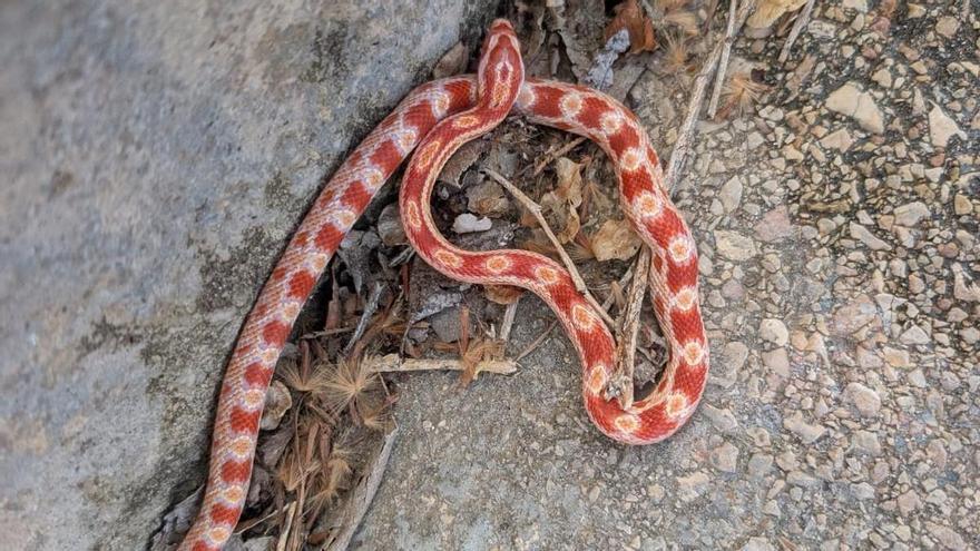 Aparece una serpiente de maíz en la escalera de un edificio de Petrer