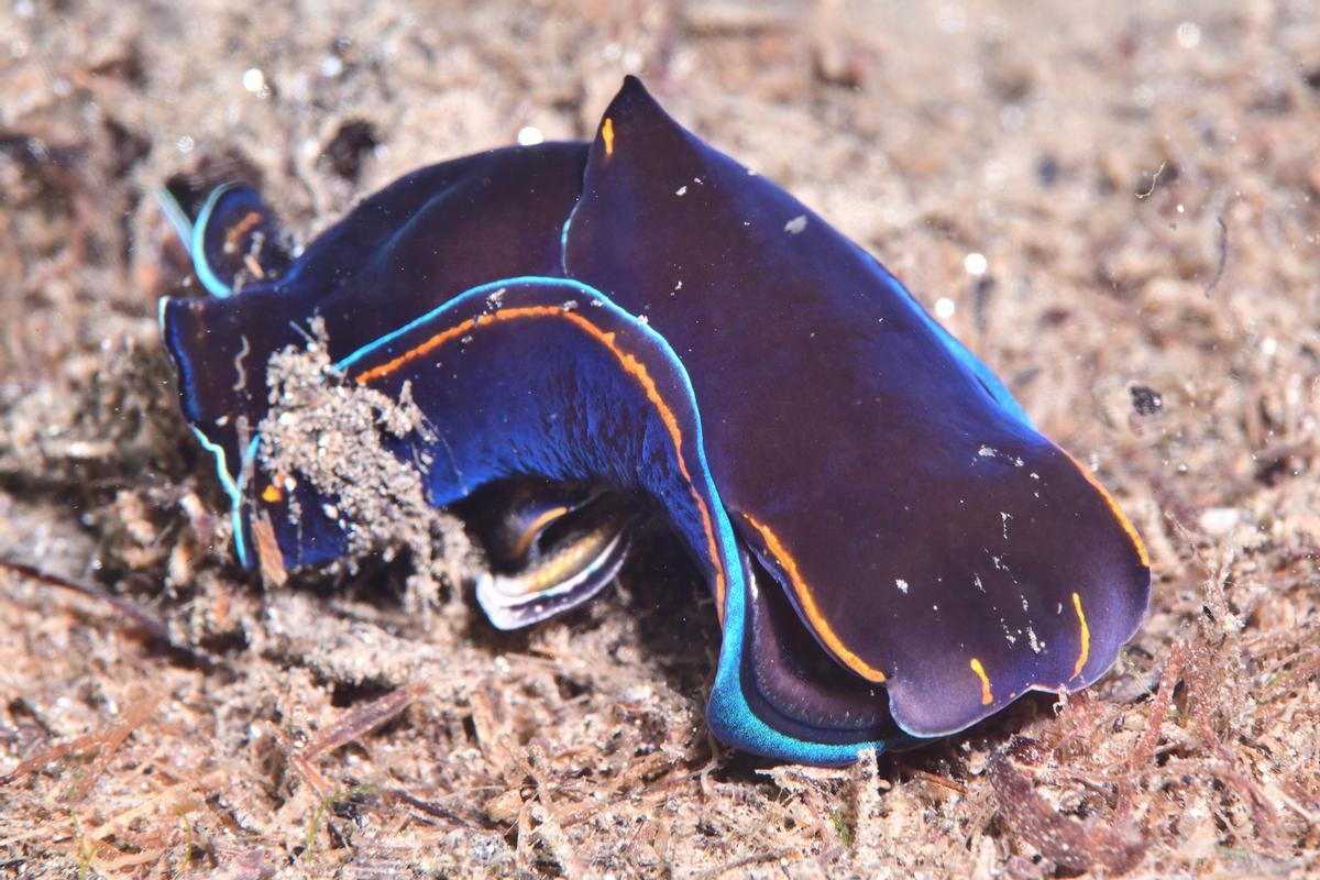 El cens ha detectat centenars d’exemplars de Philinopsis depicta