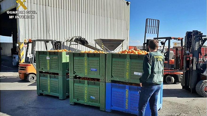 Imagen de las naranjas de procedencia ilícita detectadas por el Equipo ROCA del Calp.