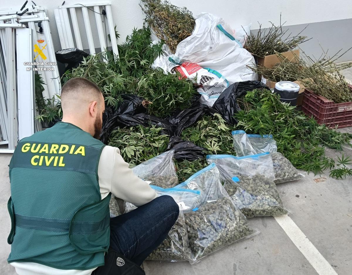 La plantación de marihuana de les Alqueries.
