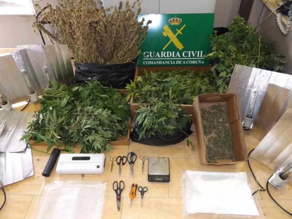 Los agentes han intervenido en una casa de campo deshabitada 312 plantas y 1,3 kilos de cogollos de marihuana secos y listos para su entrega