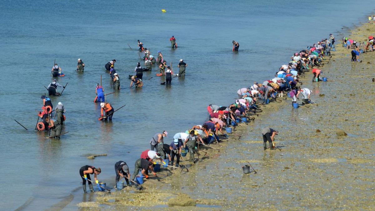 Mariscadoras da Illa traballando nun dos seus bancos marisqueiros.