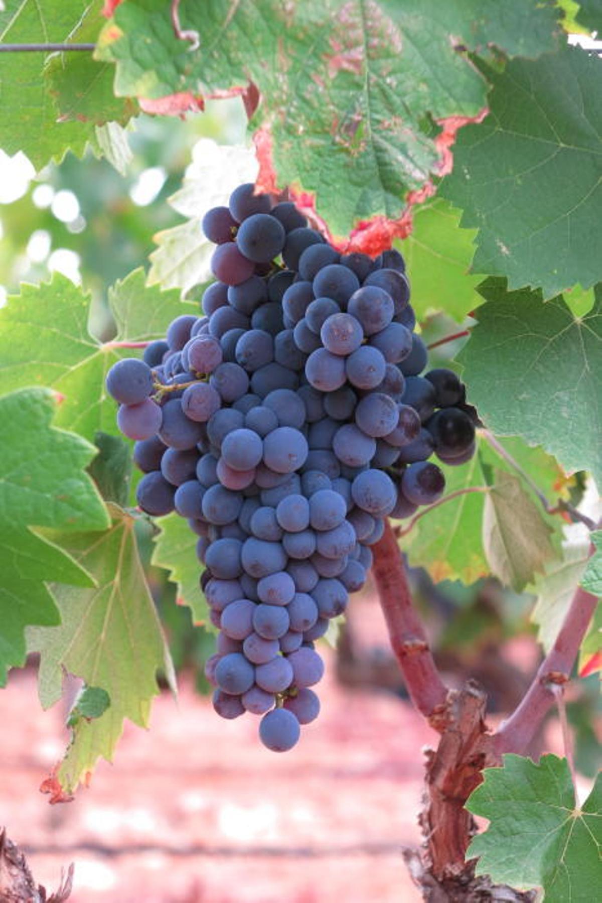 Vendimia en Mallorca en la finca Castell Miquel