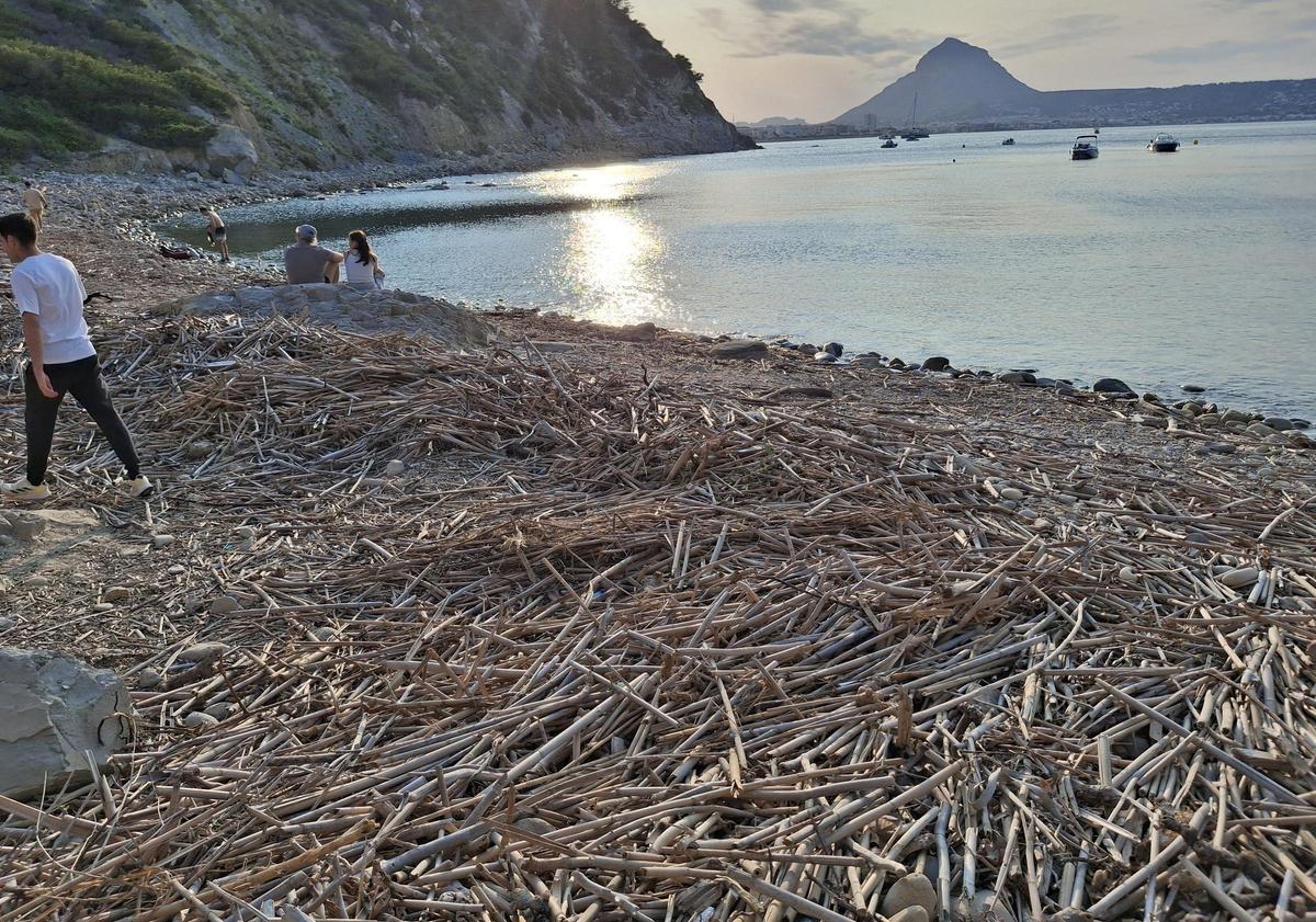 El manto de cañas que cubre la Sardinera