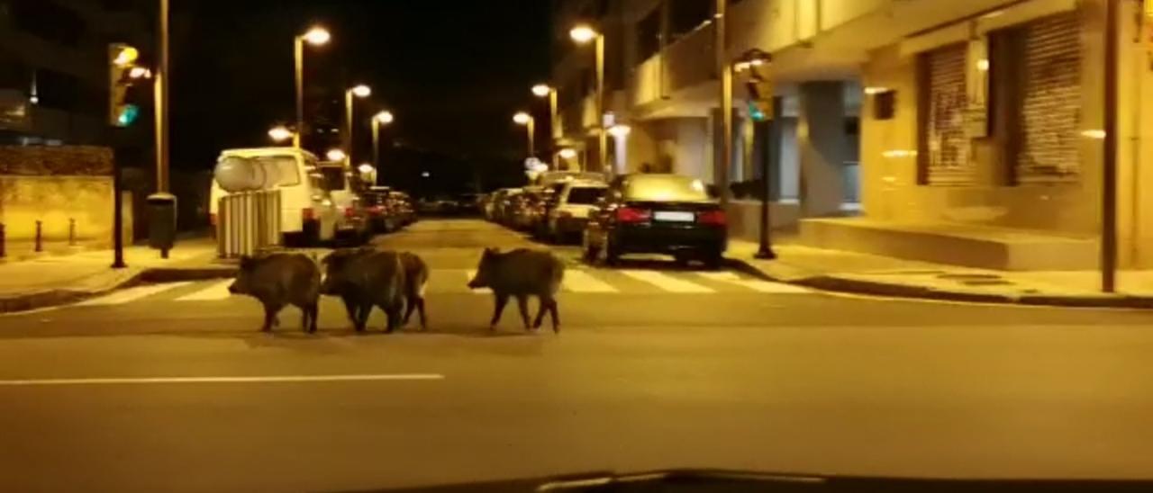 Los jabalíes invaden Gijón: de la plaza de toros al Piles