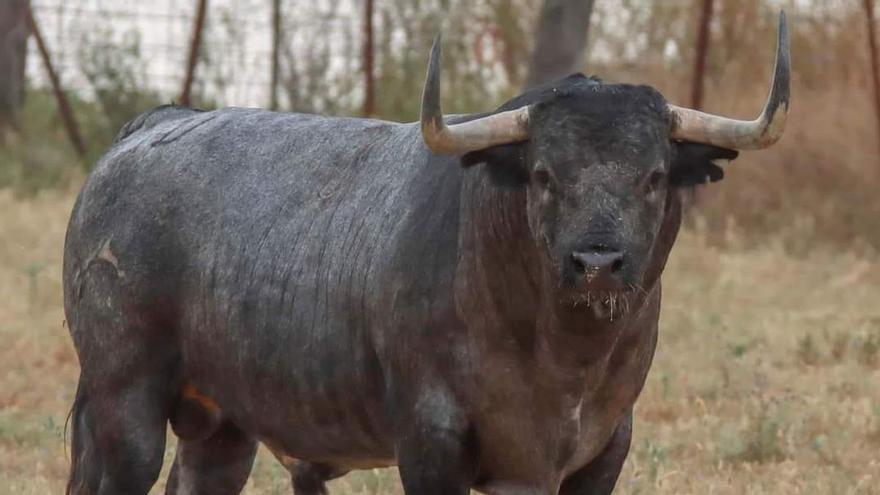 Expectación por ver al Partido de Resina en el ‘bou en corda’ de Borriana