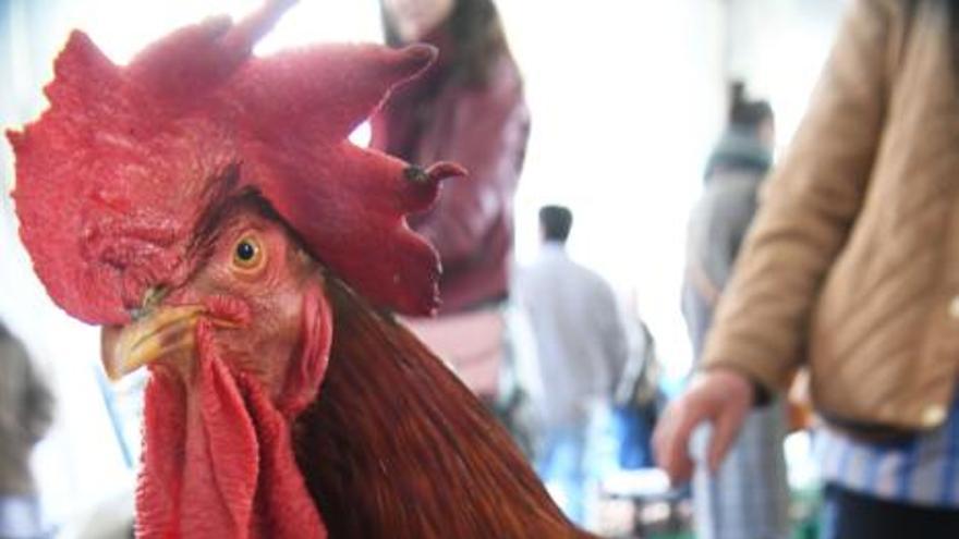 Un gallo de Loureda y otro de Culleredo, ganadores de la Feira do Galo de Arteixo