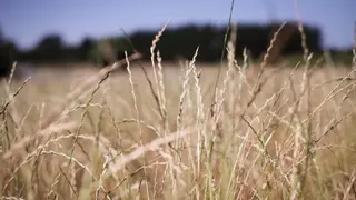 La campaña de cereales creerá un 15% y pasará de 23 millones de toneladas