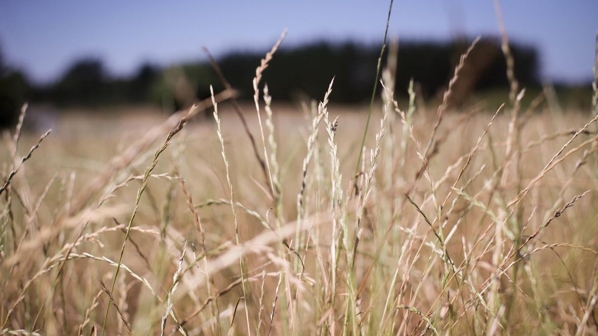 Campo de cereales.