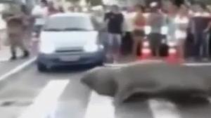 Imatges de l’elefant marí travessant un pas zebra, al balneari Camboriú.