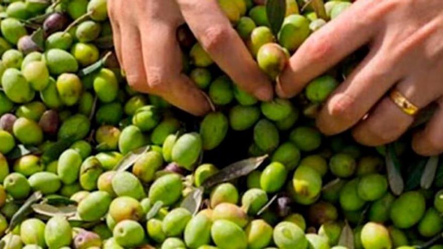 La aceituna de mesa solo alcanza este año el 25% de la producción habitual en Extremadura