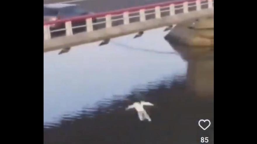 Vídeo | Un jove fa un temerari salt des del sostre d&#039;un cotxe en marxa a un riu a Cantàbria
