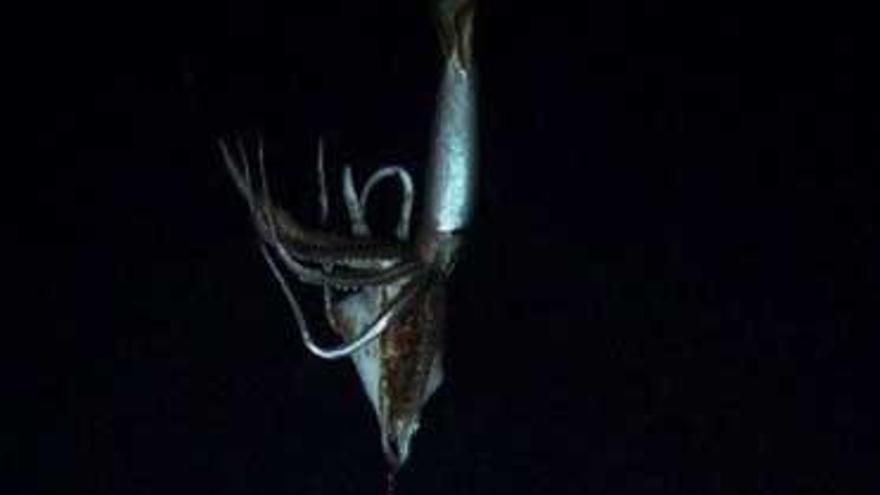 El calamar gigante filmado por los investigadores japoneses.