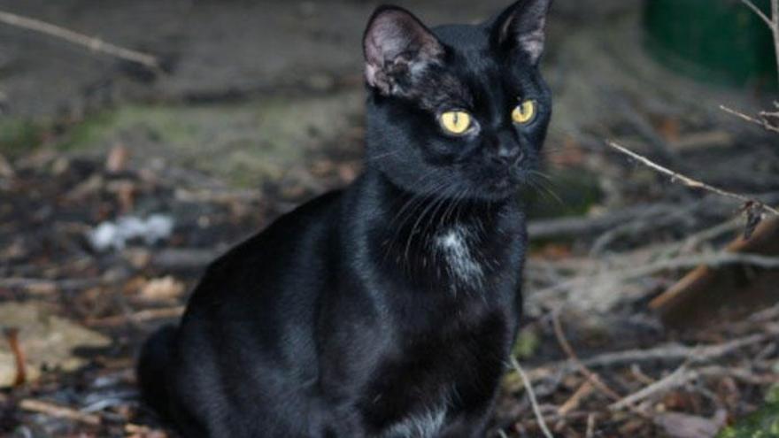 La gata negra se celebra en Voto, Cantabria