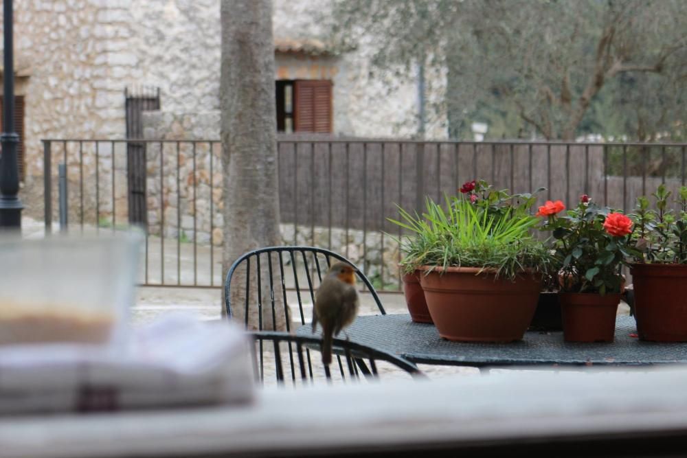 Rupit, el petirrojo domesticado en Orient