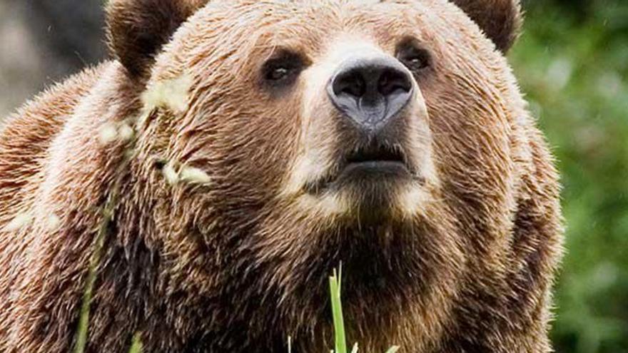 Lo que se escondía tras unas patas de oso halladas en Asturias: una historia rocambolesca