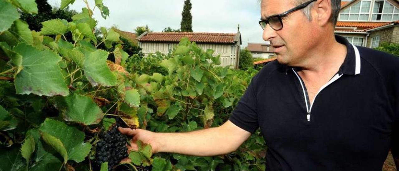 Rafael Vázquez, ayer, en uno de sus viñedos de tinto Barrantes. // Iñaki Abella