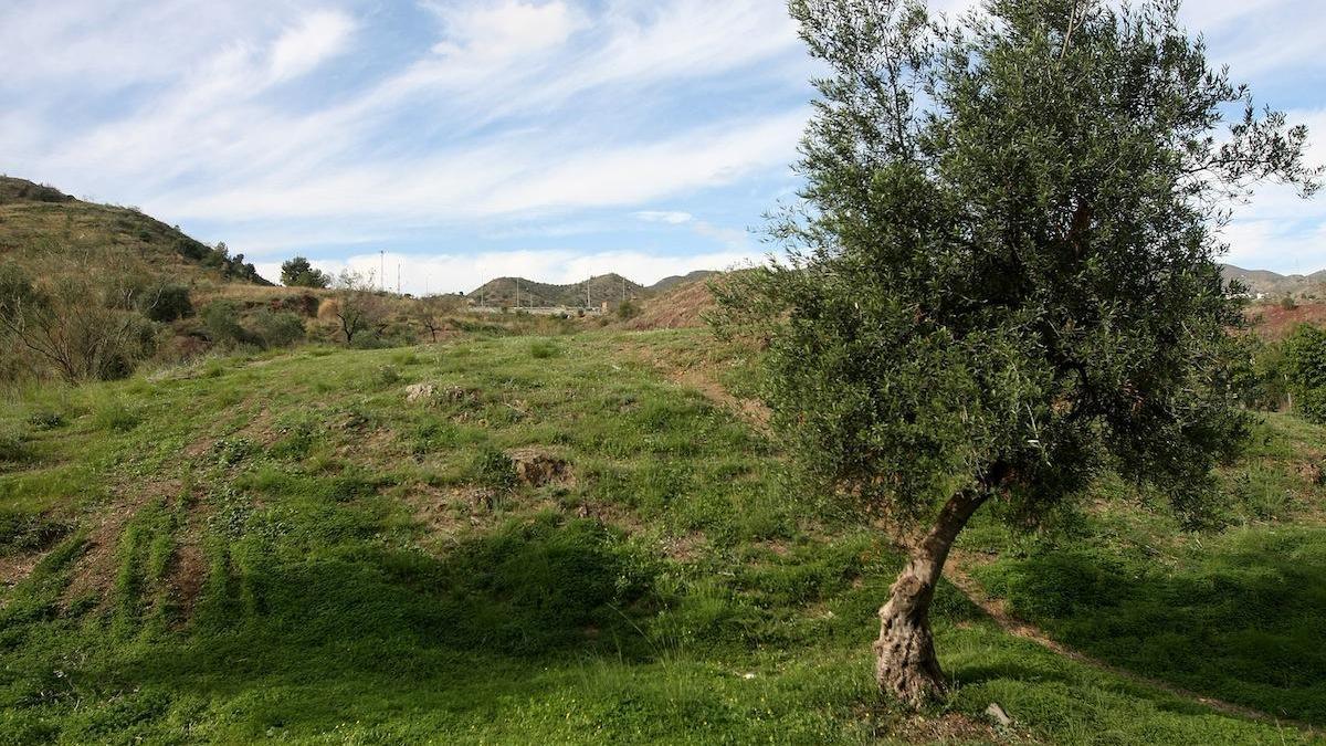 La foto de archivo, tomada a finales de 2014, nos muestra un rincón del parque forestal periurbano de La Virreina, de 150.000 metros cuadrados, de extensión muy similar al Parque del Morlaco pero con bastante menos árboles.