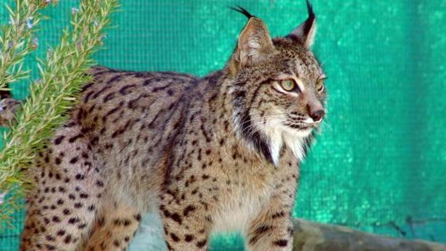 Un ejemplar de lince ibérico en el centro de El Acebuche.