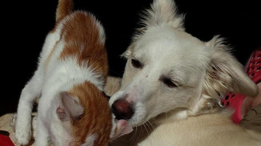 Gatos y perros no se entienden, excepto cuando se crían juntos.