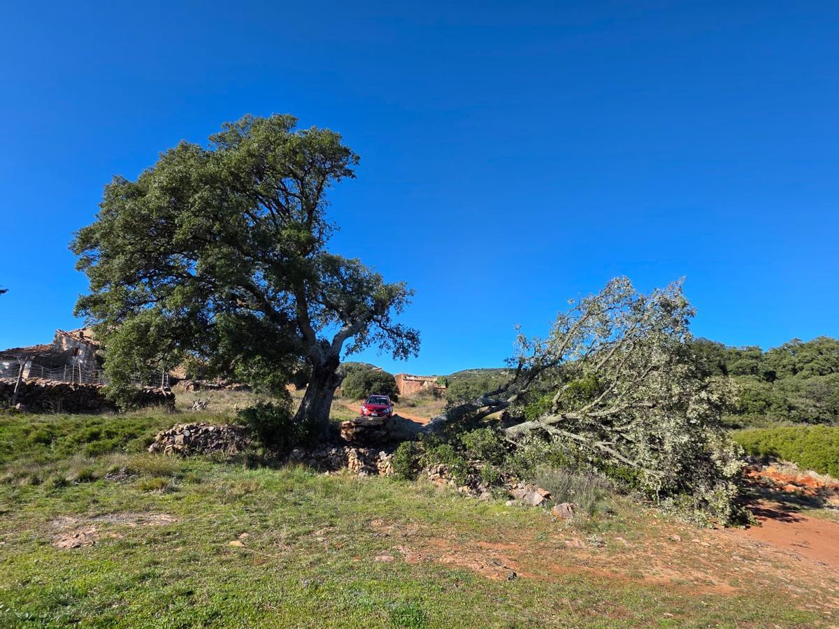 El aspecto actual de la encina bicentenaria de Llucena.