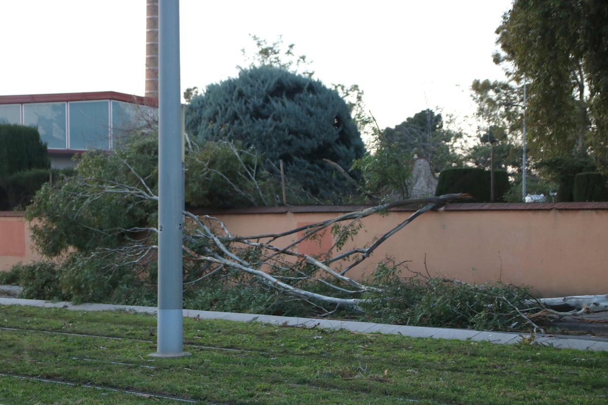 Árbol caído en la carretera de Sant Joan Despí, en el término de Cornellà de Llobregat